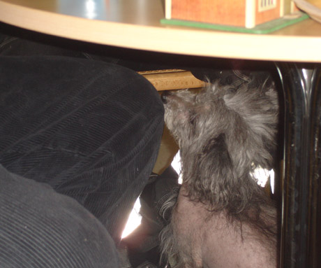 &Ouml;verallt d&auml;r det finns en bit mat finns en hund...